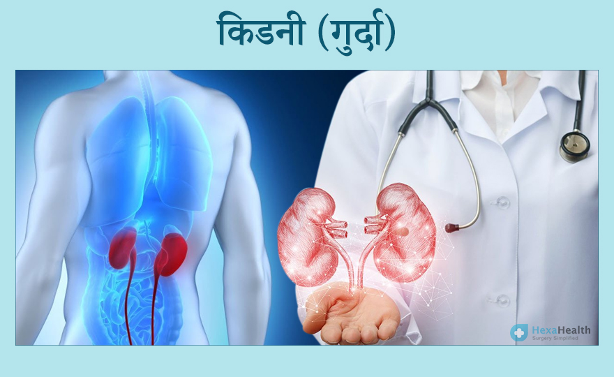 किडनी (गुर्दा) की जानकारी, कार्य और संरचना - Kidney in Hindi 