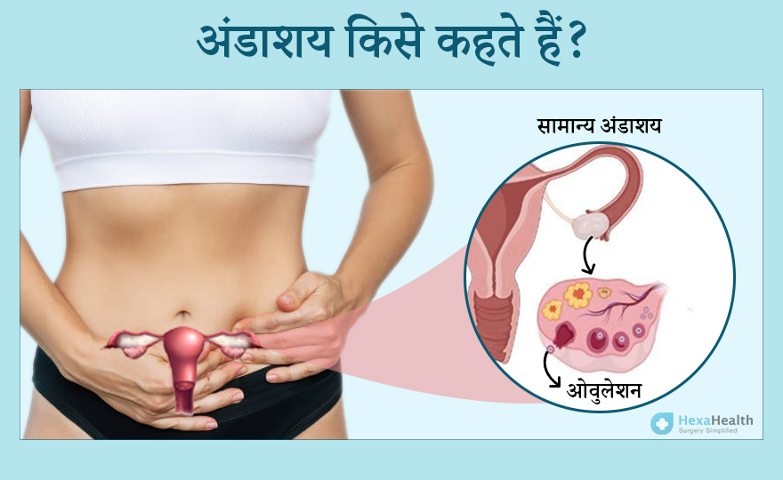 अंडाशय किसे कहते हैं और इसके क्या कार्य हैं - Ovary in Hindi